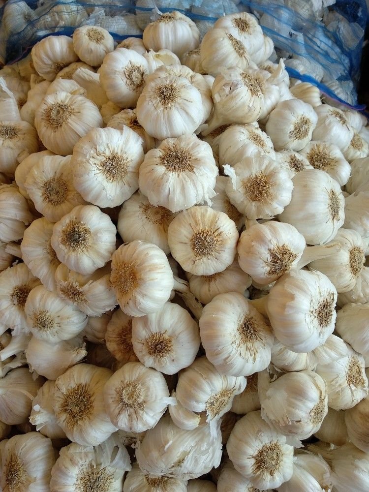 Fresh Garlic