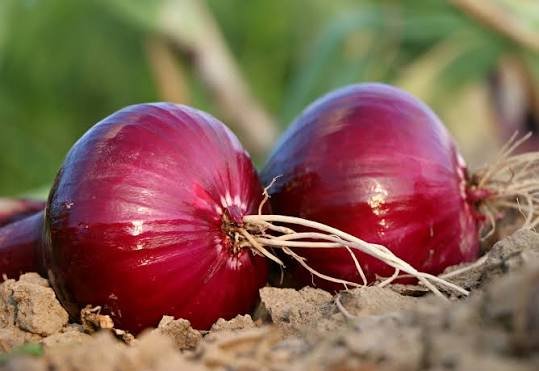 Red Onions